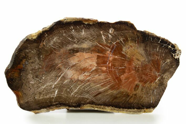 Polished Petrified Wood (Oak) Slab - Swartz Canyon, Oregon #334972